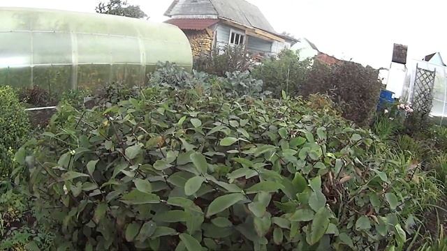 Дача - это здравница Понемногу разгибаюсь Кучи с ветками растут