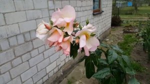 Роза Салли Холмс осенью . Мускусная роза . Rosa Sally Holmes . Продолжаю наблюдение .