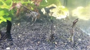 Скалярия Пиной Pterophyllum scalare Pinoy