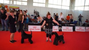 Специализированная выставка ранга ПК КЕРРИ БЛЮ ТЕРЬЕР 1.05.2017-4