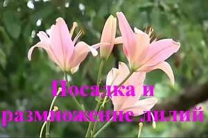 Посадка и размножение лилий