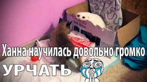 Котенок рыси урчит