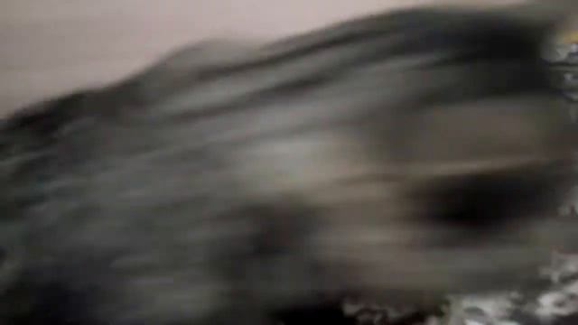 Сбежал кот смотреть онлайн