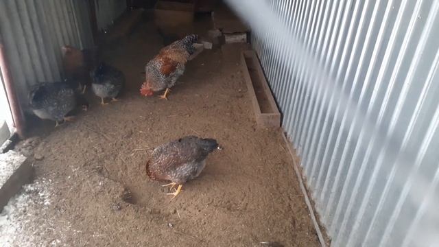 Можно ли курам давать снег? смотреть онлайн