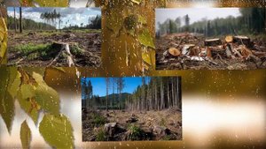 Эко-час "SOS: планета в опасности!"