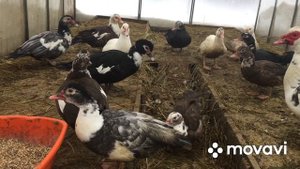Есть ли польза от содержания осенних утят