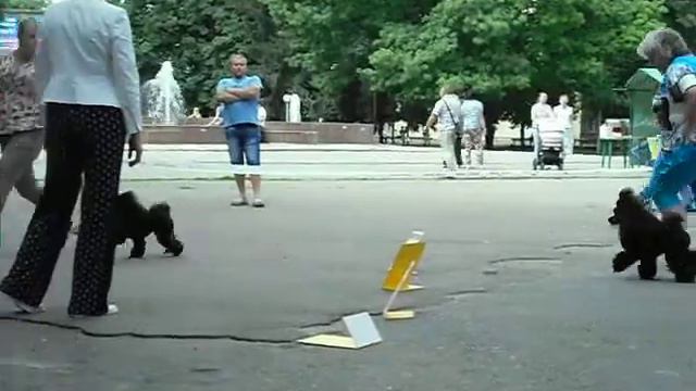 Пудель миниатюрный смотреть онлайн