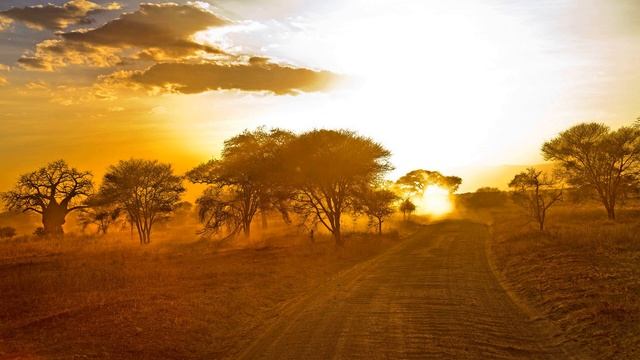 Африканская музыка. Звуки саванны / African music. Savannah Sounds