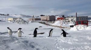 Пингвины ходят прямо по нашим ногам!