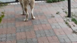 АЛАБАЙ САО. САМЫЙ КРАСИВЫЙ АЛАБАЙ