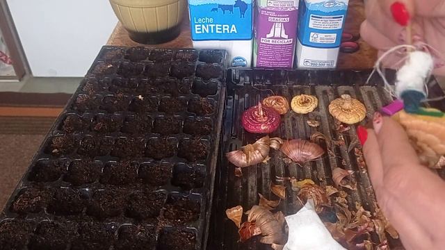 Що робити ,якщо гладіолуси проросли, а висаджувати зарано . смотреть онлайн