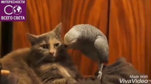 Кот Вася и попугай Кеша