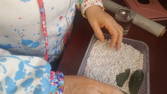 Укоренение ночной фиалки в перлит . Porzellanblume/ hoya carnosa in Perlit verwurzeln 09.03.2021. смотреть онлайн