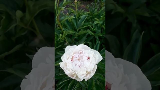 Белые пионы. ?
