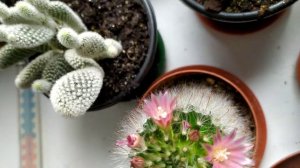 Mammillaria bocasana rosea Poselger 1853 (цветет непереставая)