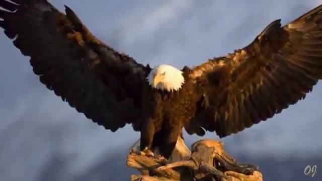 Gheorghe Zamfir El Condor Pasa Pan flute music YouTube смотреть онлайн