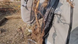 Необычный способ черенкования ивы Хакуро-Нишики. Результаты превзошли ожидания!