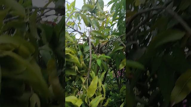 Totapuri Matras Mango Tree