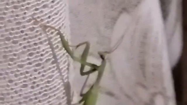 Нашествие богомолов/хищные насекомые на даче!