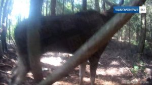 Егери спасли лося из браконьерской петли