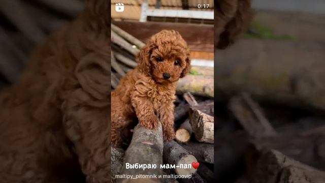 Мальтипу мальчик ф1 #cute #dog #puppy #maltipoopuppy #maltipoo #poodle #pet #doglover