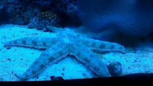 Морские животные для детей  Жители морей и океанов Развивающее видео для детей