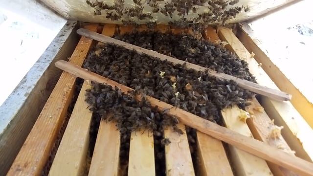 Контроль зимовки 17-18.01.19. Дерево vs пенопласт. Зимовка в улье на украинскую рамкуё смотреть онлайн