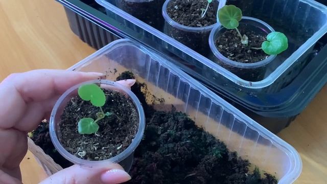 ПРИЧИНЫ почему погибает рассада и всходы цветов. Часть 2 смотреть онлайн