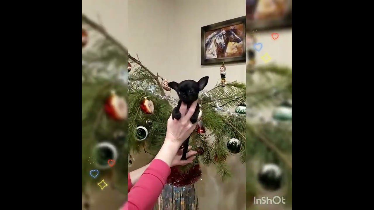 #чихуахуа #красивыечихуахуа #питомникчихуахуа #щенкичихуахуа