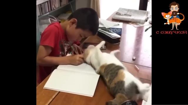 Приколы с котами! Самая смешная ОЗВУЧКА животных! Тест на психику! смотреть онлайн