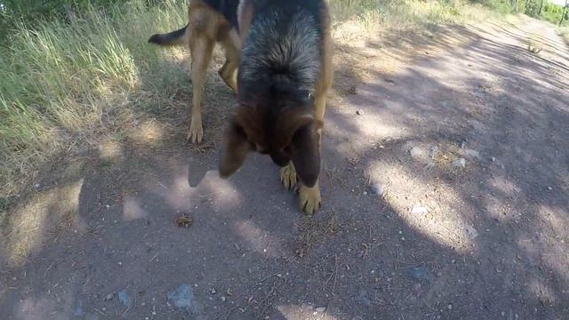 Прогулка с Графом смотреть онлайн