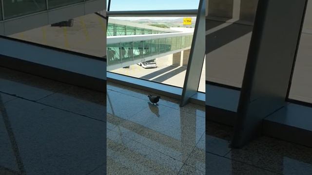 Pigeon inside the airport?! (Ankara Esenboğa Airport, Turkey) #shorts