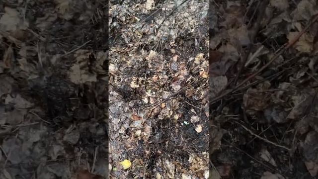 За груздями смотреть онлайн