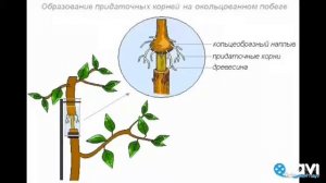Передвижение воды и питательных веществ. Биология в стихах 6 класс.