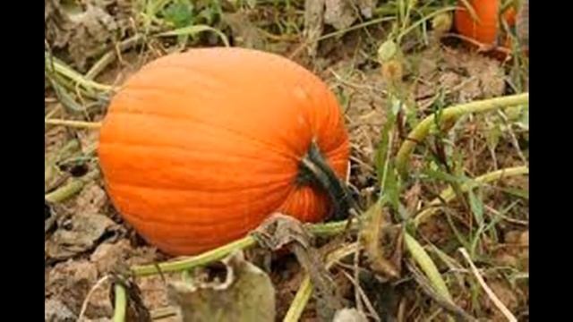 БЕЛОКРЫЛКА НА АМПЕЛЬНОЙ ПЕТУНИИ!ТАКОГО Я ЕЩЕ НЕ ВИДЕЛА! смотреть онлайн