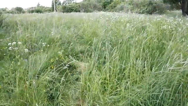 Коса Литовка , мой участок Спицино смотреть онлайн