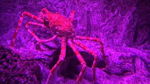 Hellohabesha.com - Brachyura More at http://hellohabesha.com смотреть онлайн