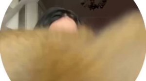 Москвичка показала каково жить с обезьяной в квартире.