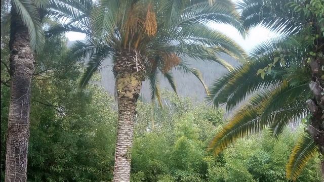 "Все вовремя" Великолепный стих. Терентiй Травнiкъ смотреть онлайн