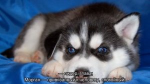 Клички для собак хаски мальчиков и девочек