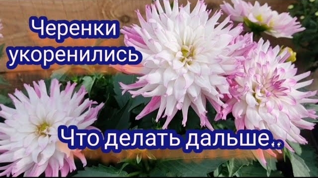 Вегетативные георгины. Черенки укоренились, что делать дальше