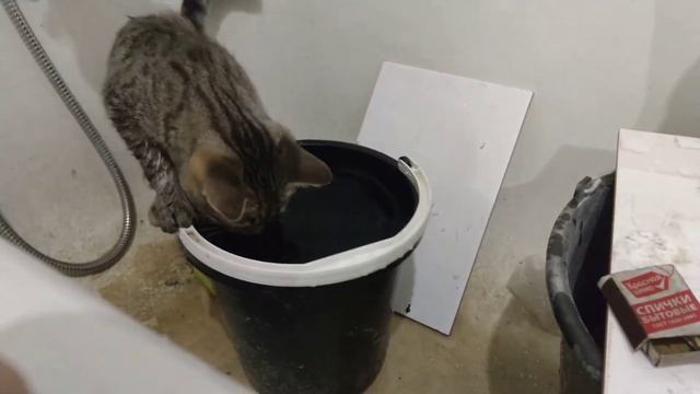 Кошка Муся начинает ремонт в ванной смотреть онлайн