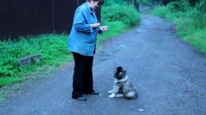 Дрессировка щенка кавказской овчарки