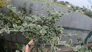 Бересклет форчуна шар на штамбе.Бруслина форчуна куля на штамбі Euonymus fortunei ball on shtambe