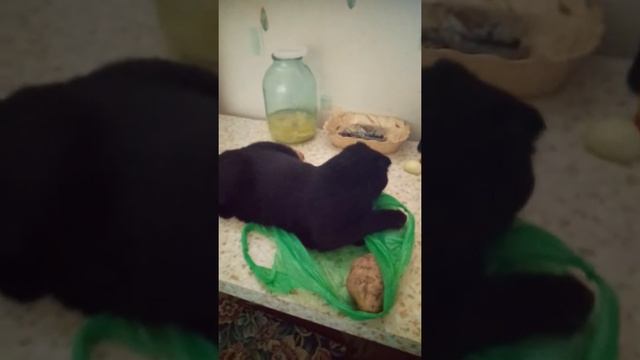 Помогает готовить смотреть онлайн