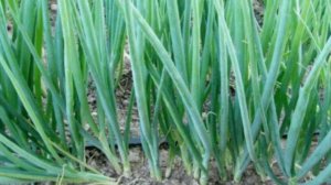 Правильные подкормки лука, посаженного под зиму, и получить в итоге крупные луковицы с кулак