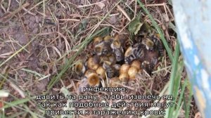 Укус шмеля