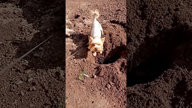 Йорк лучший помошник на огороде