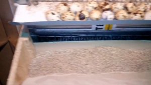 Перепела в гараже: Урок экономи