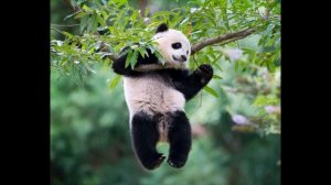 Cредняя продолжительность жизни животных.